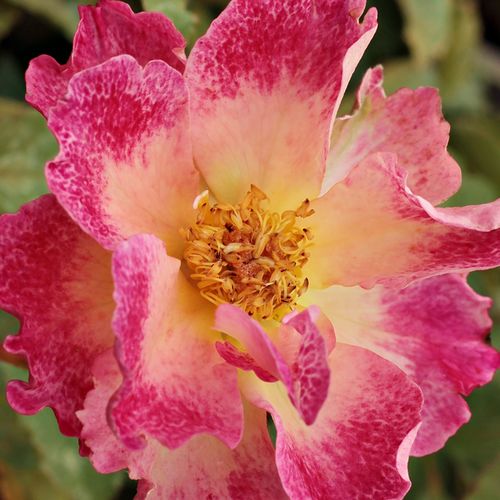 Rosa  Alfred Manessier™ - žlutá - bordova - Stromkové růže, květy kvetou ve skupinkách - stromková růže s keřovitým tvarem koruny